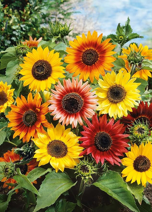Sunflower ‘Autumn Beauty’ (Helianthus annuus) Seeds, Pack of 200 Seeds from Seeds2Go