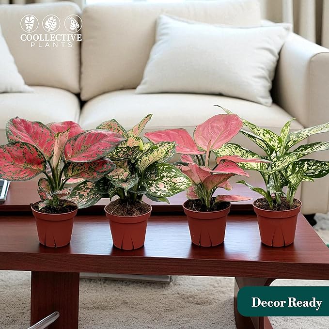 CoollectivePlants Aglaonema Live Plant Combo (4 Pack) – Grower’s Choice Assorted Chinese Evergreen Indoor Houseplants in 4″ Grower’s Pots - Includes UniHeat Pack for Winter Protection