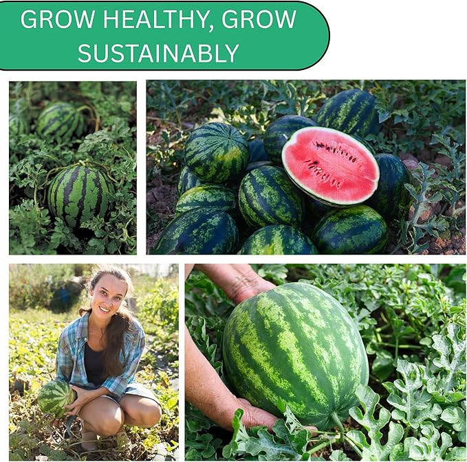 Woods Creek Seeds: Sugar Baby Watermelon Seeds for Planting - Over 90 Heirloom Watermelon Seed Pack - Non-GMO Fruit Seeds for Planting Home Garden or Outdoors - Mini Watermelon Seeds for Gardeners