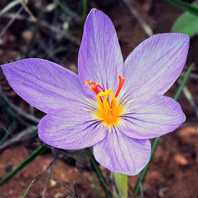 Easy to Grow Crocus Sativus 'Saffron Crocus' Plant Bulbs (60 Pack) - Purple Flowers, Grow The Most Expensive Spice in The World