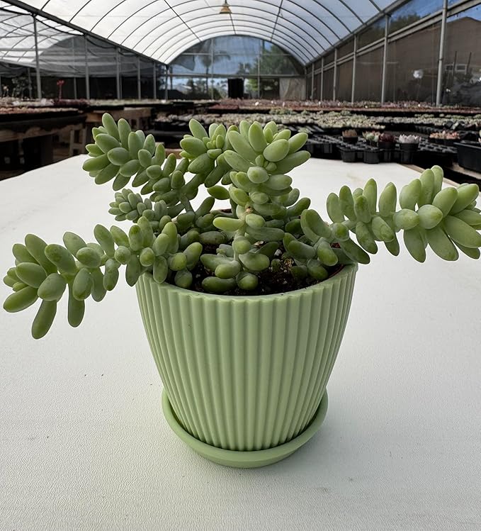 Donkey's Tail with Green Stripe Pot, Live Sedum Morganianum-Burro's Tail Succulent with Soil Mix, Rare House Plant for Home Office Wedding Indoor Outdoor Decoration, DIY Projects, Party Favor