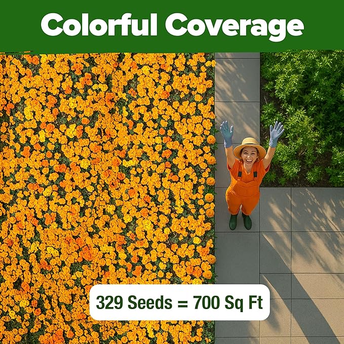HOME GROWN Petite French Marigold Seeds 329+ Flower Seeds for Planting Outdoors Easy to Grow Companion Plant & Quick Blooming Pollinator Heirloom Wildflower Seed (Tagetes patula)