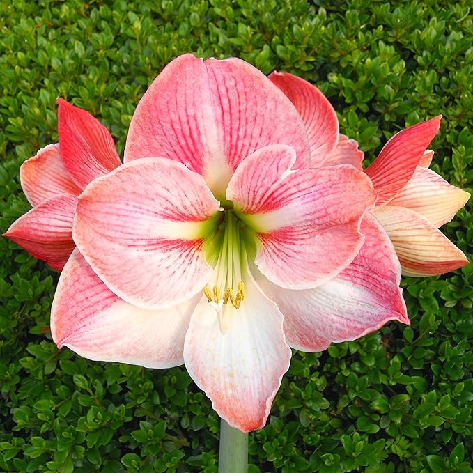 Easy to Grow Amaryllis 'Apple Blossom' Pre-Planted Bulb Indoor Gift Kit in a White Pot - Pink & White Flowering Blooms in 4 to 8 Weeks