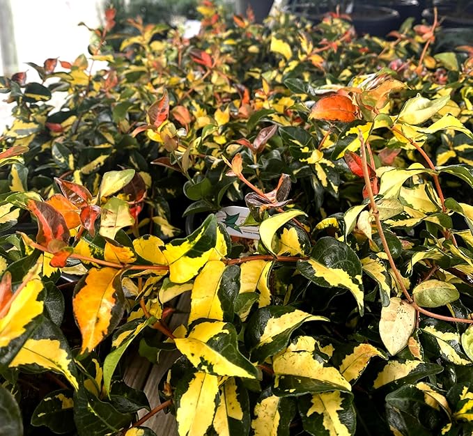 Jasmine Summer Sunset - 40 Live Plants - Trachelospermum Asiaticum - Colorful Groundcover Vine