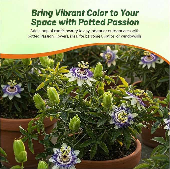 Outsidepride Passion Flower Seeds - 50 Pcs. Perennial, Fast-Growing & Pollinator Friendly, Flower Seeds for Planting Tall, Fragrant & Vibrant Star-Shaped Blooms for Trellises, Fences & Arbors