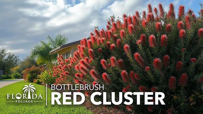 Bottlebrush Red Cluster | 2 Extra Large 3 Gallon Plants | Callistemon | Drought Tolerant Shrub, Evergreen Foliage, Vibrant Red Blooms, Low Maintenance Plant, Attracts Hummingbirds, Landscaping