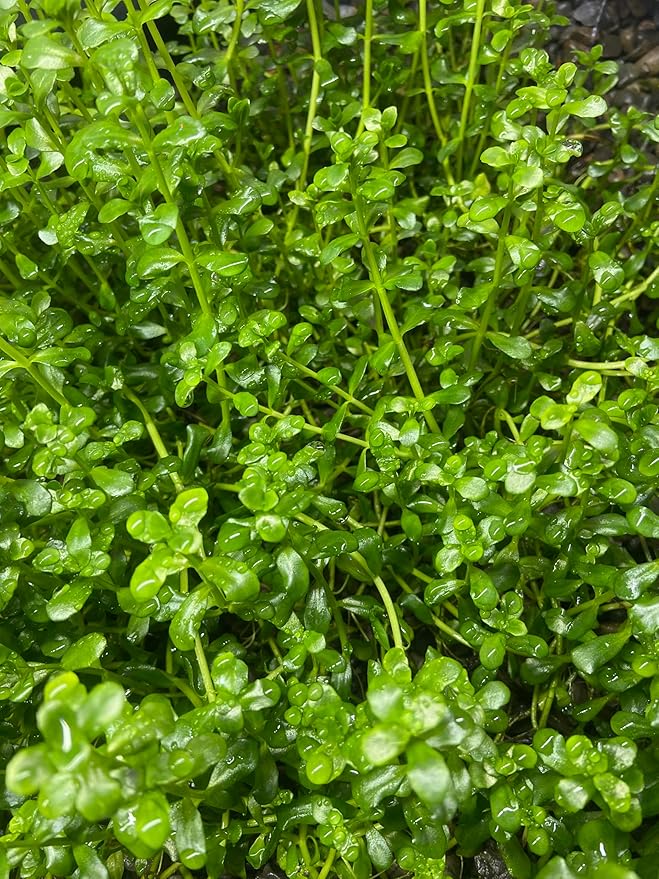 Potted Live Aquarium Plants | Freshwater Aquatic Plants for Aquariums (Moneywort)