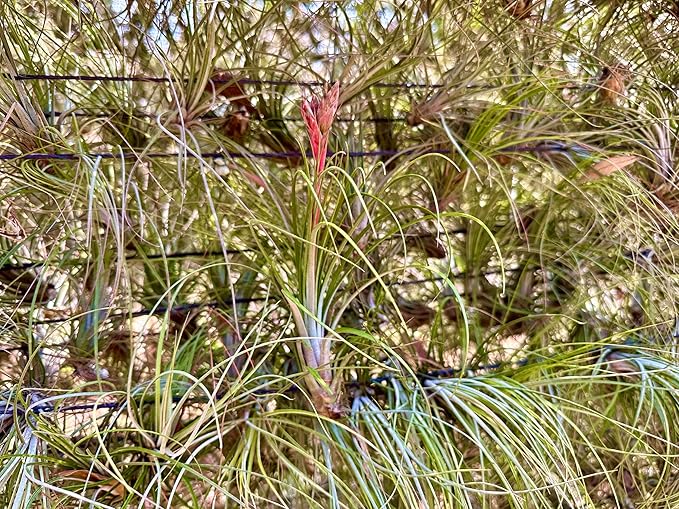 ragnaroc Air Plants - Tillandsia Juncea, Jumbo 8-12" - 3ct - Live Arrival Guaranteed - House Plants for Home Decor & Gift