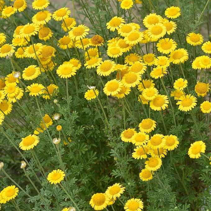 Outsidepride Yellow Marguerite Daisy Seeds - 10000 Pcs. Perennial Drought-Tolerant & Pollinator-Friendly, Flower Seeds for Planting Vibrant Blooms for Gardens, Borders & Cut Flowers