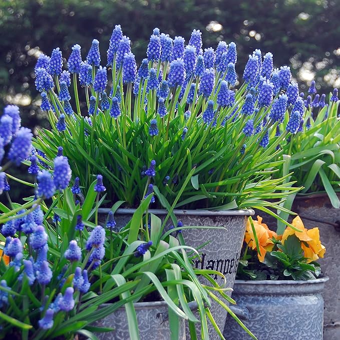 Easy to Grow Grape Hyacinth Muscari Armeniacum 30 Plant Bulbs - Blue Flowers in Spring, Sun Outdoor Zones 4-8