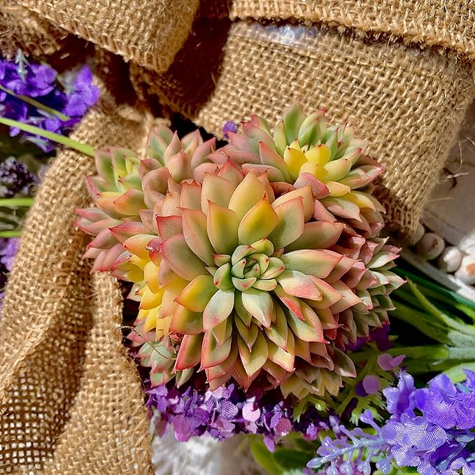 Echeveria Mebina Variegata Succulent Plants Live – Rare Variegated Succulent, Easy Care Bare Root Plant for Indoor Outdoor Home Decor