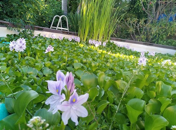 5 Live Water Hyacinth Plants, Purple Flowers, Floating Aquatic Plants for Ponds and Water Gardens