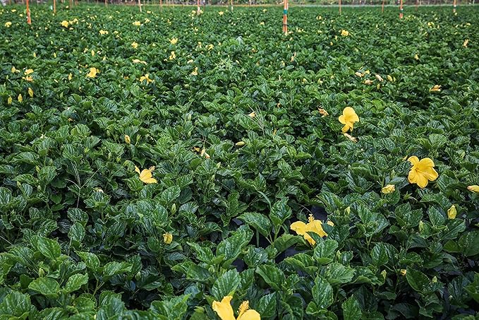 Hibiscus Tree - Yellow Ft. Myers - Overall Height 38" to 44" - Tropical Plants of Florida (Plant Only)…