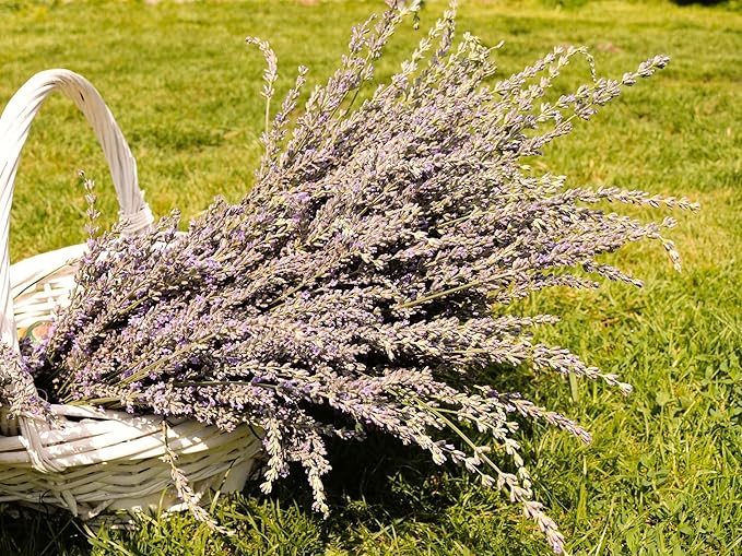 Greenwood Nursery: Live Perennial Plants - Grosso Lavender + Lavandula x Intermedia - [Qty: 2X 3.5 Pots] - (Click for Other Available Plants/Quantities)