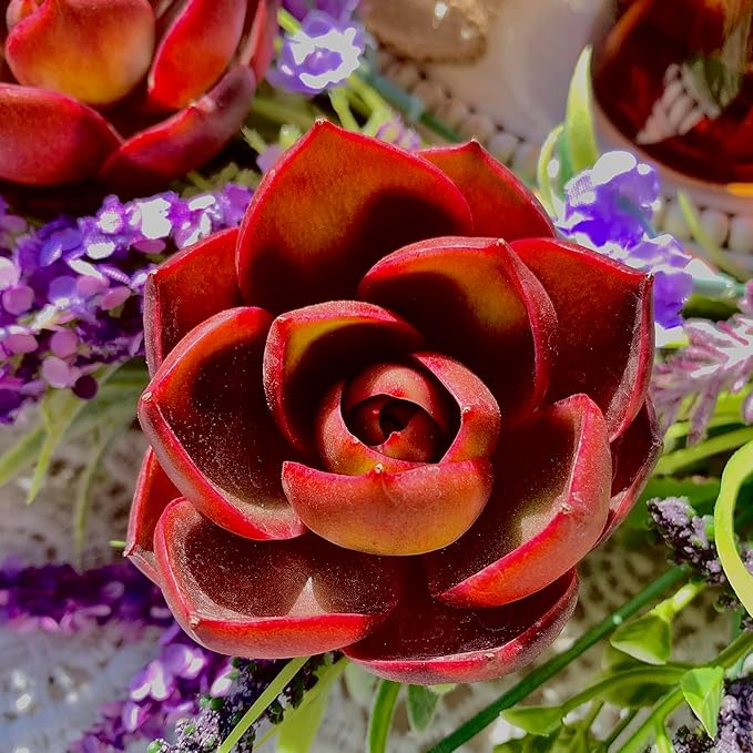 Succulent Plants Live Echeveria Red Lantern – Bright Red Rare Succulent, Easy Care Live Plant for Indoor Outdoor Home & Garden Decor