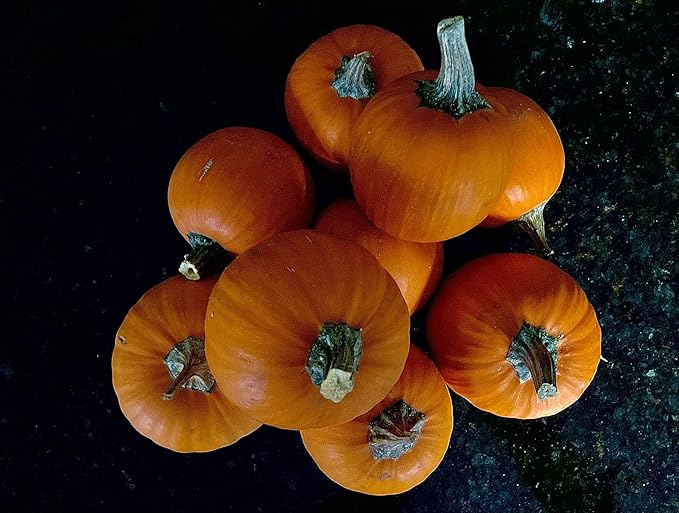 Park Seed Wee-B-Little Pumpkin Seeds – Non-GMO, AAS-Winning Mini Pumpkins for Painting, Carving & Baking, Compact Semi-Bush Vines, Deep Orange Skin, Pack of 25