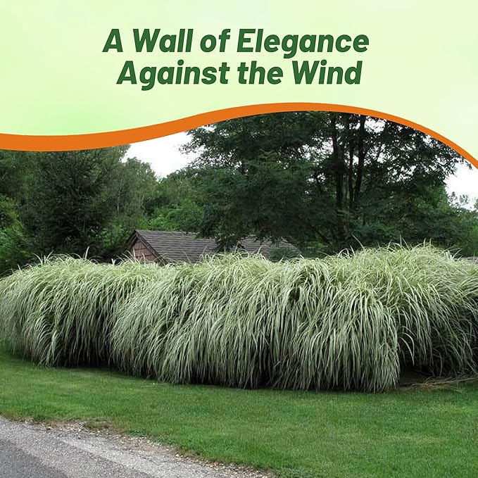 Outsidepride Chinese Miscanthus Sinensis Seeds - 500 Pcs. Perennial, Drought & Heat Tolerant, Chinese Silver Ornamental Grass, Tall Growth, Low Maintenance for Landscaping & Privacy Screens