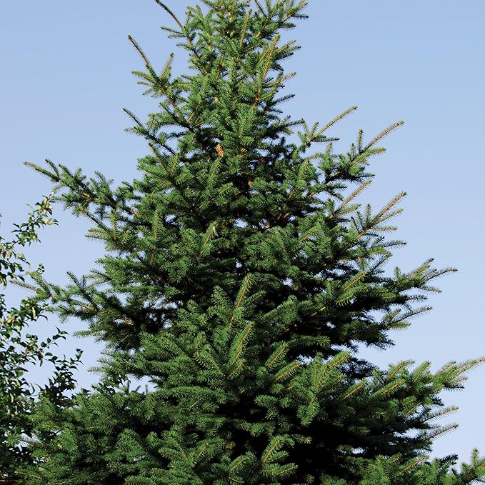 Norway Spruce Tree Seedling Plugs | 6"-12" | Arbor Day Foundation (5-Pack)