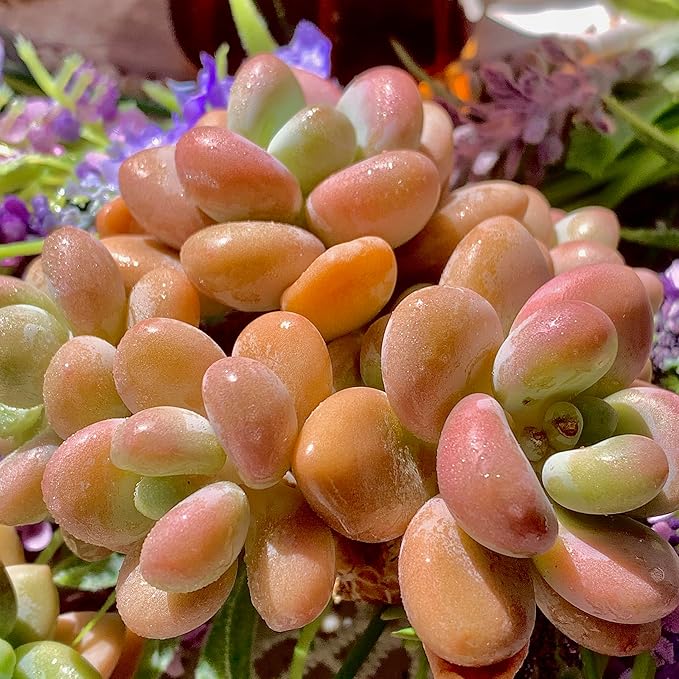 Graptosedum Miul Succulent Plants Live – Rare Hybrid Succulent, Easy Care Indoor Outdoor Plant for Home, Garden, Terrarium & Gift
