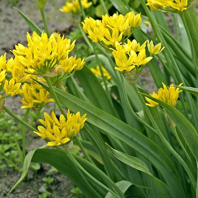 Easy to Grow Allium Moly Golden Onion 20 Plant Bulbs - Yellow Flowers Spring to Summer, Outdoor Low-Mainteance Full Sun