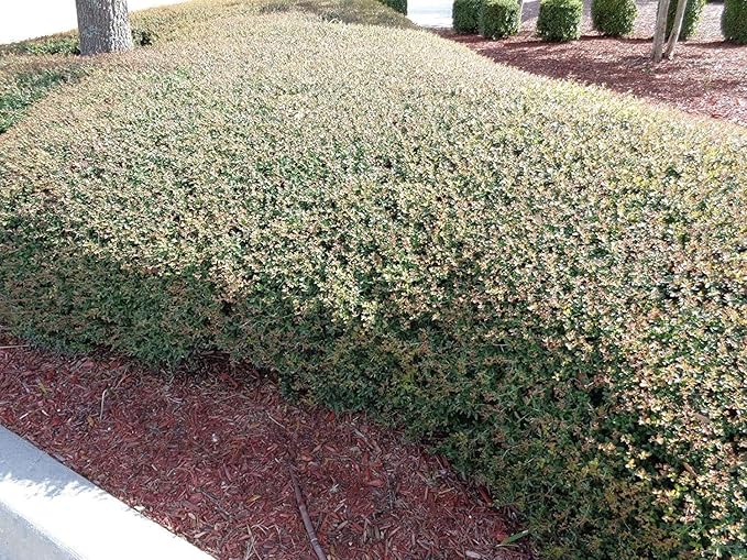 Dwarf Yaupon Holly | Ilex Schilling Stokes Vomitoria | 10 Live Plants | Drought Tolerant Low Maintenance Evergreen Hedge