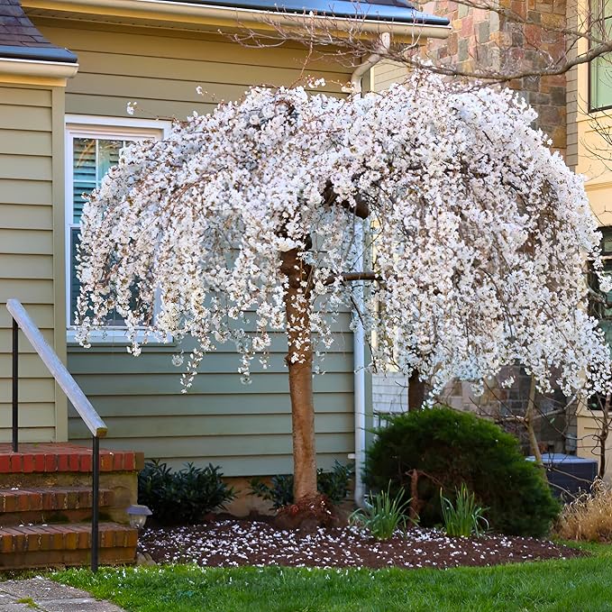 Weeping Yoshino Cherry Tree Live Plant – Flowering Ornamental Tree with Graceful Weeping Branches, Beautiful Cherry Blossom Tree for Garden & Landscape, Hardy Live Yoshino Weeping Cherry Tree