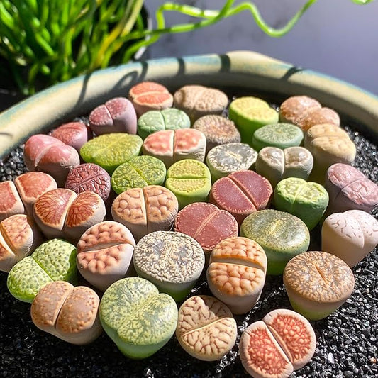 Lithops Random Mix Rare Live Succulent Plants, 30/50/100 Pcs Succulent Live Plant, Bare Root Without Pot Soil, Garden Indoor Office, Friend Plant Lovers Gifts (Large 100pcs)