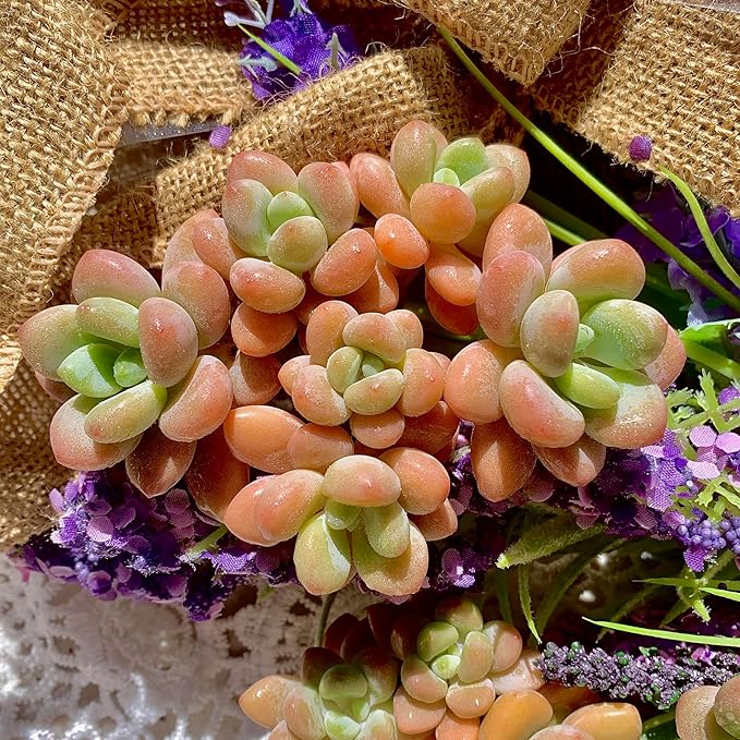 Graptosedum Miul Succulent Plants Live – Rare Hybrid Succulent, Easy Care Indoor Outdoor Plant for Home, Garden, Terrarium & Gift