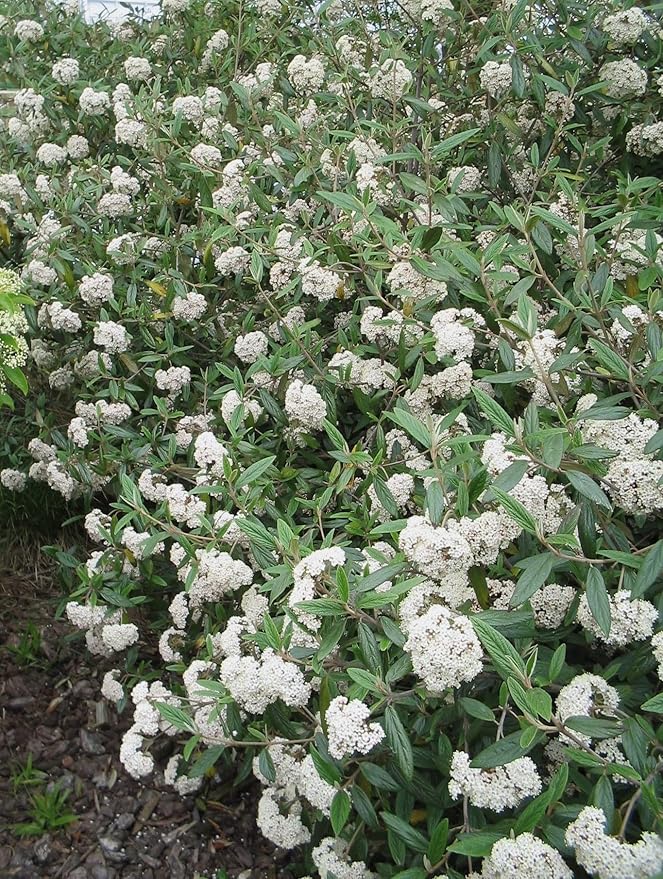 Four Pack of Pragense Viburnum - Evergreen Privacy Hedge - 4 Live Plants Shipped 2 to 3 Feet Tall by DAS Farms (No California)