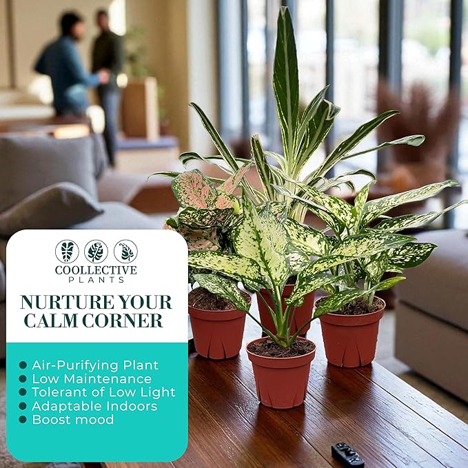 CoollectivePlants Aglaonema Live Plant Combo (4 Pack) – Grower’s Choice Assorted Chinese Evergreen Indoor Houseplants in 4″ Grower’s Pots - Includes UniHeat Pack for Winter Protection