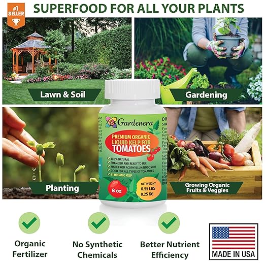 GARDENERA Premium Organic Seaweed & Kelp Superfood for Tomato Plants - 32 oz - Liquid Kelp Fertilizer Concentrate (Makes 180 Gallons)