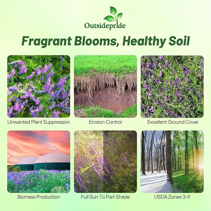 Outsidepride Hairy Vetch Cover Crop Seeds - 1 oz Cold Tolerant, Winter Hardy - Ideal for Soil Improvement, Green Pasture, Hay & Livestock Forage - Pollinator Friendly Garden Seeds, Ground Cover
