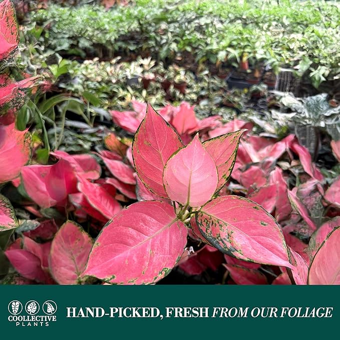 CoollectivePlants Aglaonema Beauty Pink – Aglaonema Live Plant in 4” Growers Pot - Vibrant Pink Live Indoor Plant, Easy Low Maintenance Indoor Plant, Tropical Chinese Evergreen Plant Live