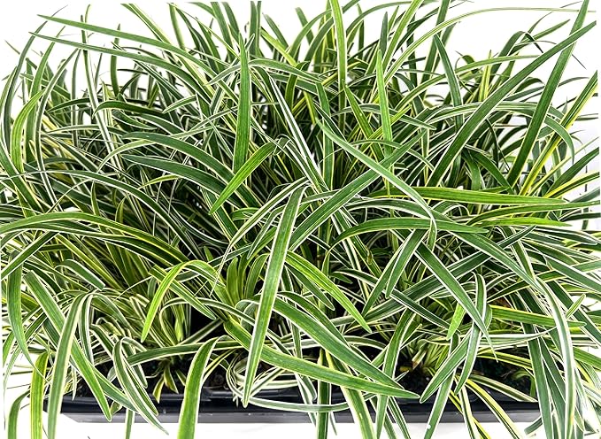 Variegated Liriope | 3 Live 4 Inch Pots | Liriope Muscari Variegata | Ornamental Ground Cover Plants | Evergreen Foliage