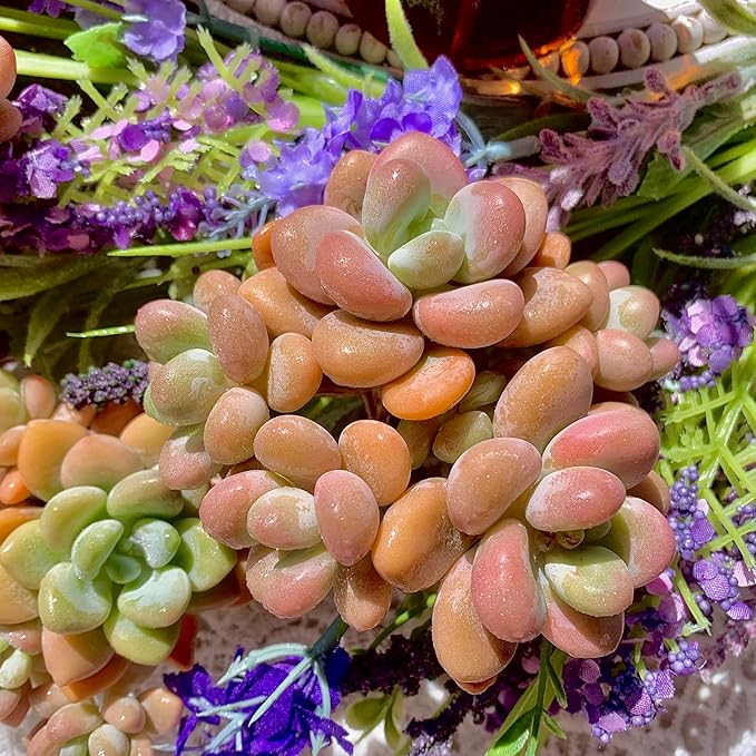 Graptosedum Miul Succulent Plants Live – Rare Hybrid Succulent, Easy Care Indoor Outdoor Plant for Home, Garden, Terrarium & Gift