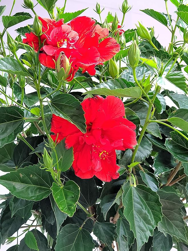 Live Braided Hibiscus Tree - Red Double Flower - Overall Height 38" to 44" - Tropical Plants of Florida (Plant Only)