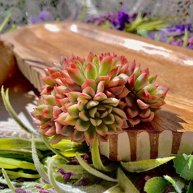 Echeveria Mebina Variegata Succulent Plants Live – Rare Variegated Succulent, Easy Care Bare Root Plant for Indoor Outdoor Home Decor