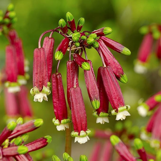Easy to Grow Dichelostemma 'Ida-Maia' Plant Bulbs (10 Pack) - Red Low Maintenance Flowers in Spring to Summer, Native to North America