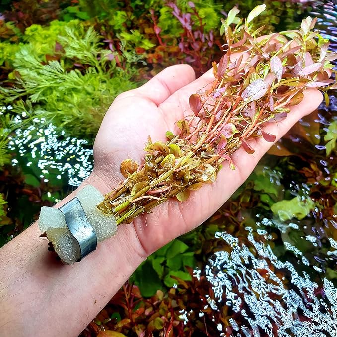 SubstrateSource Live Aquarium Red Stem Plants - Freshwater Aquatic Plant for Fish Tanks, Aquascaping - (Rotala Wallichii, 4 Bunches)