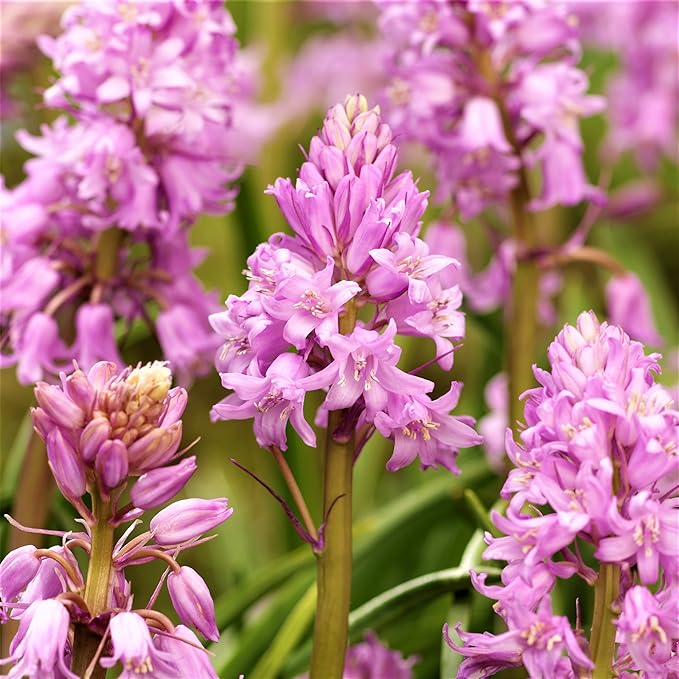 Easy to Grow Spanish Bluebells Pink 10 Plant Bulbs - Pink Fragrant Flowers in Spring, Partial Sun Outdoor Zones 3-8