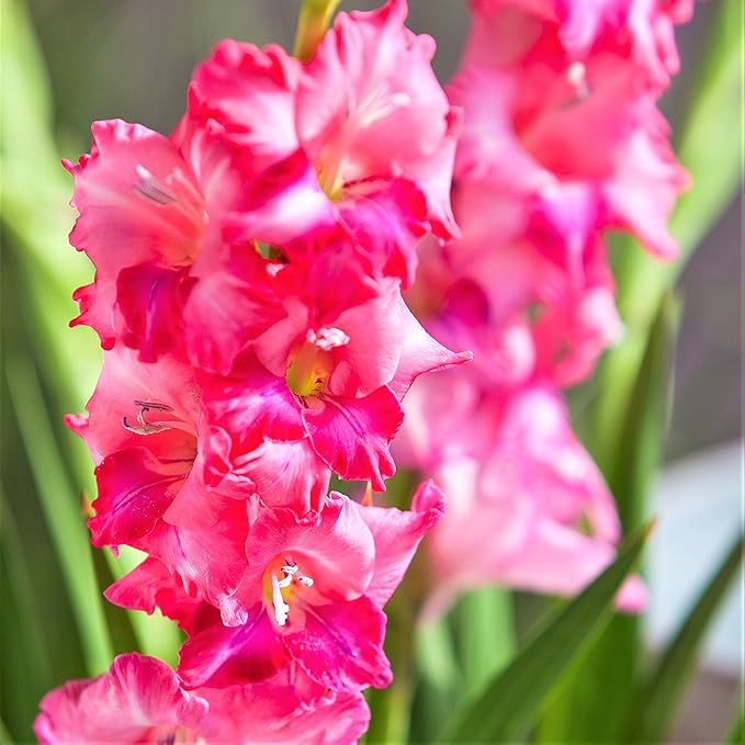 Easy to Grow Winter Hardy Gladiolus 'Charm' Plant Bulbs (10 Pack) - Bright Pink Flowering Blooms in Spring to Summer Gardens
