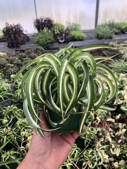 Spider Plant Live houseplant - Bonnie Curly Variety, Air-Purifying, Low Maintenance, Perfect for Home and Office Décor, Chlorophytum comosum, Easy Care Starter Plants