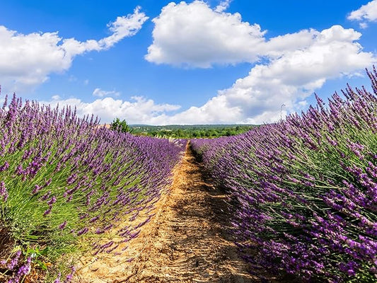 Greenwood Nursery: Live Perennial Plants - Grosso Lavender + Lavandula x Intermedia - [Qty: 2X 3.5 Pots] - (Click for Other Available Plants/Quantities)