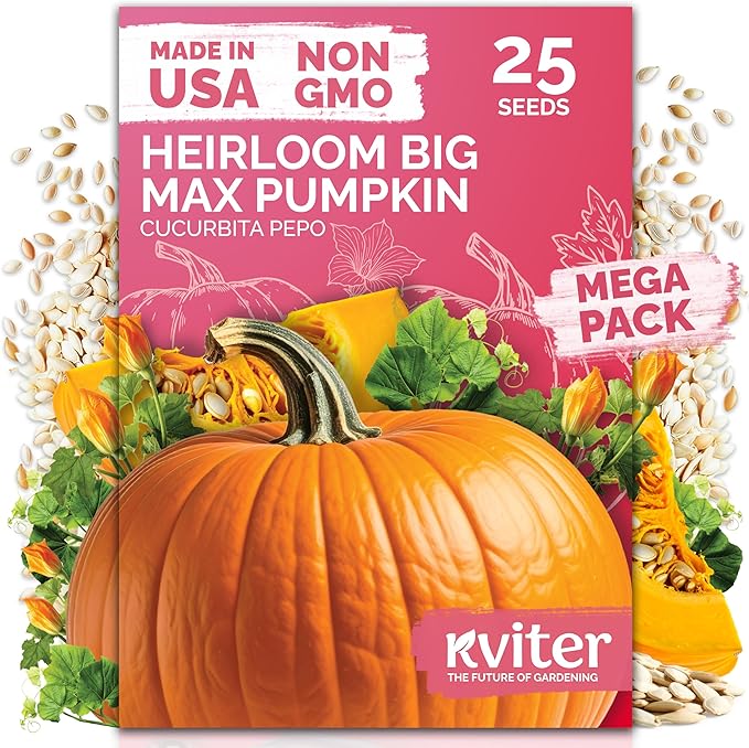 KVITER 25 Big Max Pumpkin Seeds for Planting (Cucurbita Pepo) – Giant Heirloom & Organic Pumpkin Seeds, Up to 100 lbs – Ideal Vegetable Seed Packets for Home Outdoor Garden