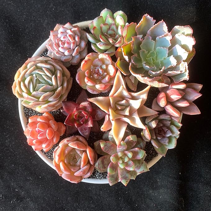 24pcs Succulents Plants Live – Easy Care Bare Root Succulent, Low Maintenance Mini Succulents for Indoor Outdoor Decor, Home Office & Garden, Gift Set for Plant Lovers
