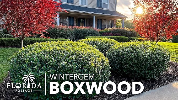 Winter Gem Boxwood | 20 Live Plants | Buxus microphylla Japonica ‘Winter Gem’ | Compact Evergreen Shrubs | Formal Garden Plants for Borders
