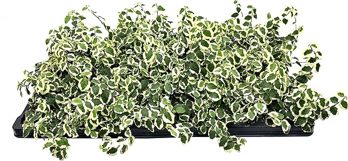 Variegated Creeping Fig Vine - Ficus Pumila Variegata - 3 Live Fully Rooted 2 Inch Plants - Climbing Ivy