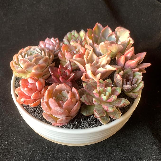 24pcs Succulents Plants Live – Easy Care Bare Root Succulent, Low Maintenance Mini Succulents for Indoor Outdoor Decor, Home Office & Garden, Gift Set for Plant Lovers