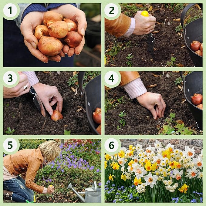 Budget Fragrant Daffodil Bulbs Collection (25 Daffodil), Perennial and Hardy, Flower Bulb Mix from Holland for Garden and Pot, 6-7 Varieties (no Seeds, not Artificial)