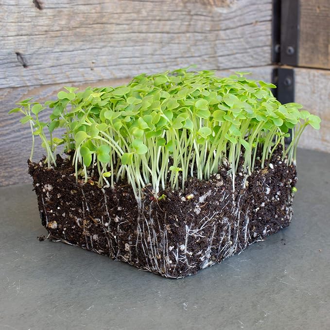 Green Mustard Microgreens Seeds - 25 Lb Bulk ~4.8M Seeds - Grow Non-GMO Micro Mustard Herb Greens - Premium Seed - High Germination Rate